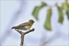 <p>ZVONOHLÍK ZAHRADNÍ (Serinus serinus) - jižní Moarva ---- /European serin - Girlitz/</p>